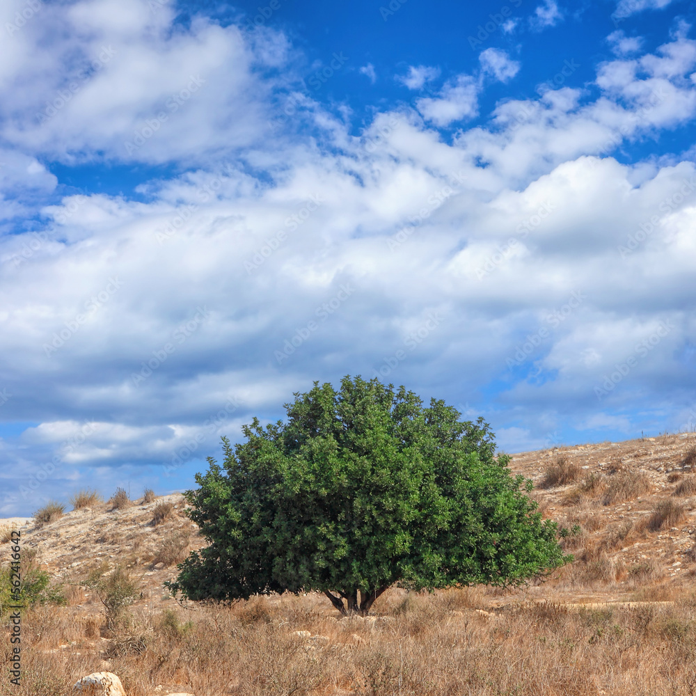 Ancient oak tree. Nature season landscape. Environmental protection