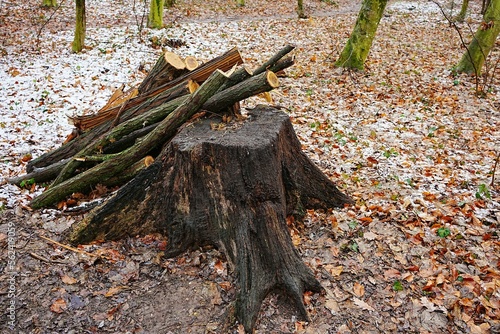 holzstumpf im leechwald, graz, steiermark, boden mit herbstlaub bedeckt, geschnitterne Äste gegen den Stumpf gelehnt