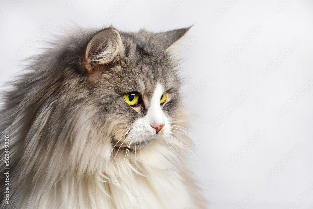 Portrait of a gray cat, close-up.
