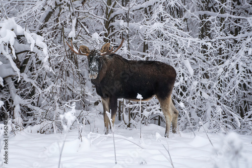 A bull moose with head in the snow is looking at the lens and eating small branch in winter forest in the frost in National Park Elk Island