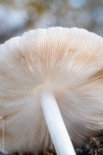 Closeup of the underside of a plateus cervinus mushroom photo