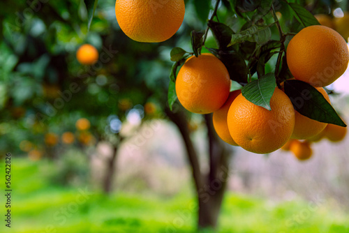 Orange garden and ripe oranges on tree branches.