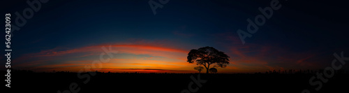 Panorama silhouette tree in africa with sunset.Tree silhouetted against a setting sun.Dark tree on open field dramatic sunrise.Typical african sunset with minimal acacia trees in Masai Mara, Kenya.
