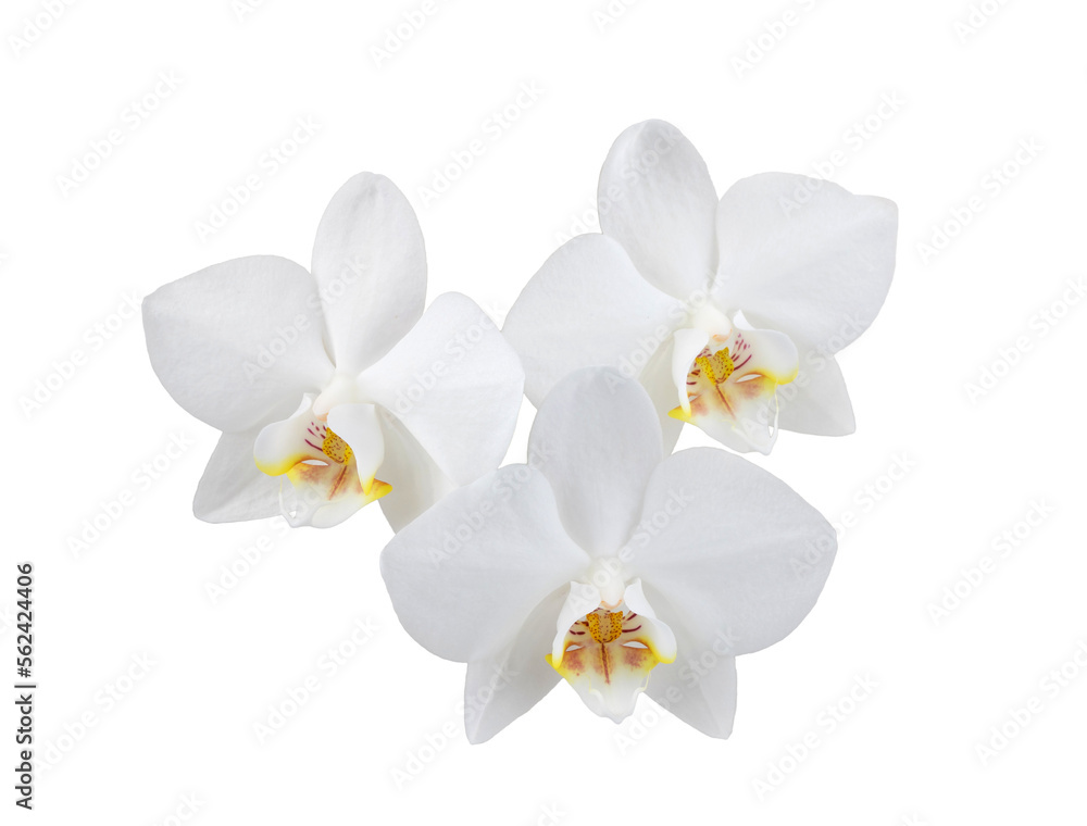 white phalaenopsis orchid flowers on a stem, isolated on a white background white phalaenopsis orchid flowers on a stem, isolated on a white background