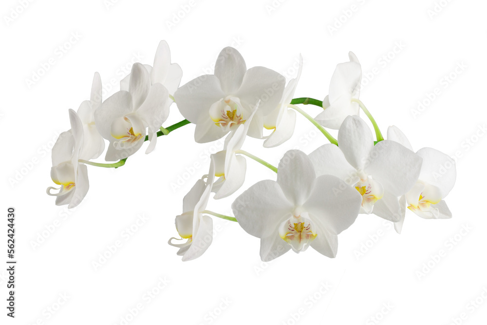 white phalaenopsis orchid flowers on a stem, isolated on a white background - obrazy, fototapety, plakaty 