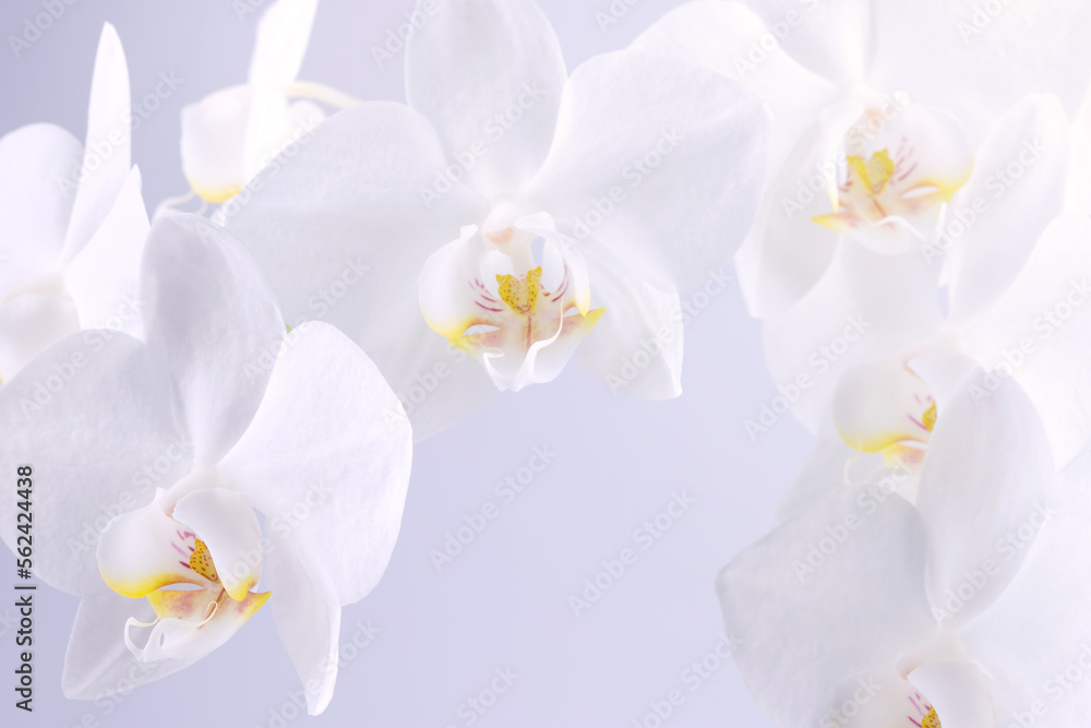 white orchid flowers on a light background, screen wallpaper, botanical background white orchid flowers on a light background, screen wallpaper, botanical background