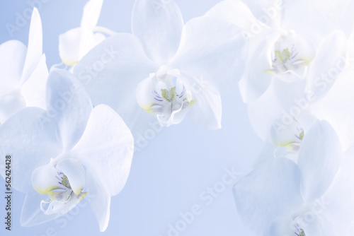 white orchid flowers on a light background  screen wallpaper  botanical background