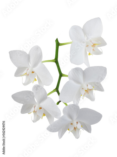 Fototapeta Naklejka Na Ścianę i Meble -  white phalaenopsis orchid flowers on a stem, isolated on a white background