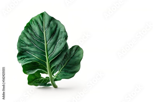 fresh collard leaves on white background. collard greens vegetables. generative ai photo