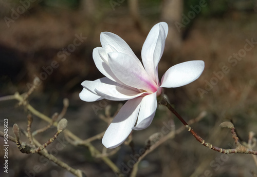 White magnolia flower in Spring garden