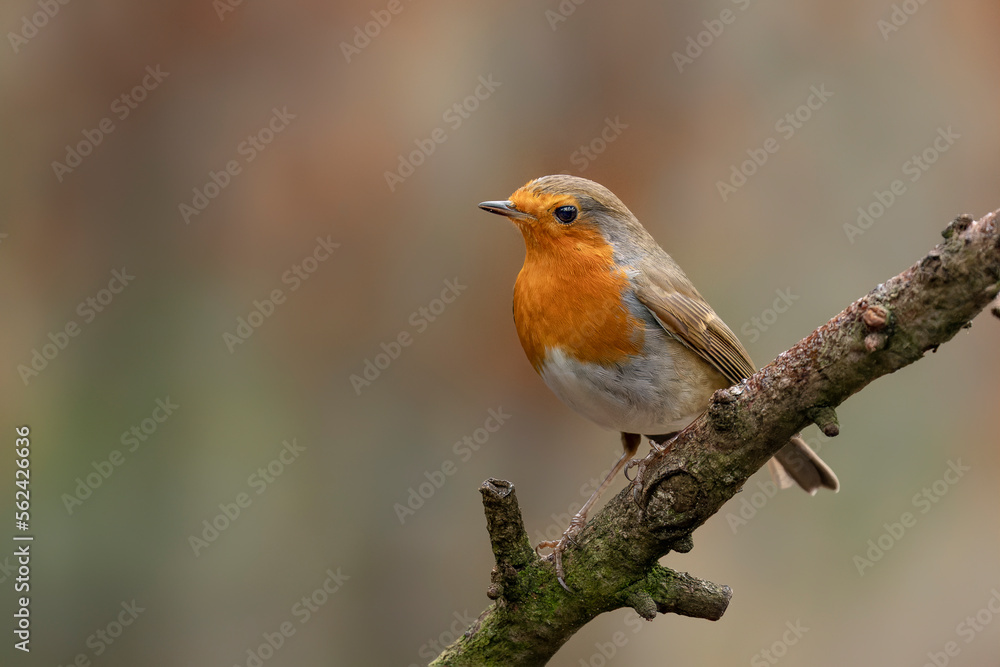 European Robin (Erithacus rubecula) on a branch in the forest of Noord Brabant in the Netherlands. Green background.                