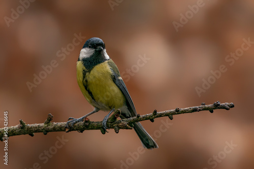 Great Tit (Parus major) in the forest of Noord Brabant in the Netherlands. 
