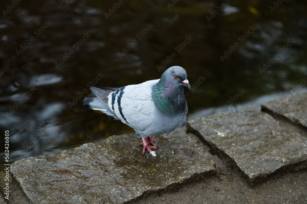 Obraz premium Outside close up portrait of a pigeon near the water - lake, colorful