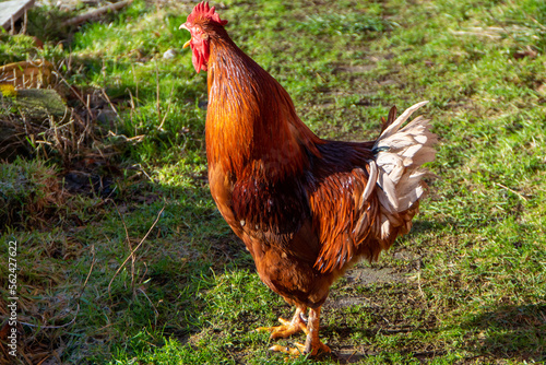 rooster in the farm