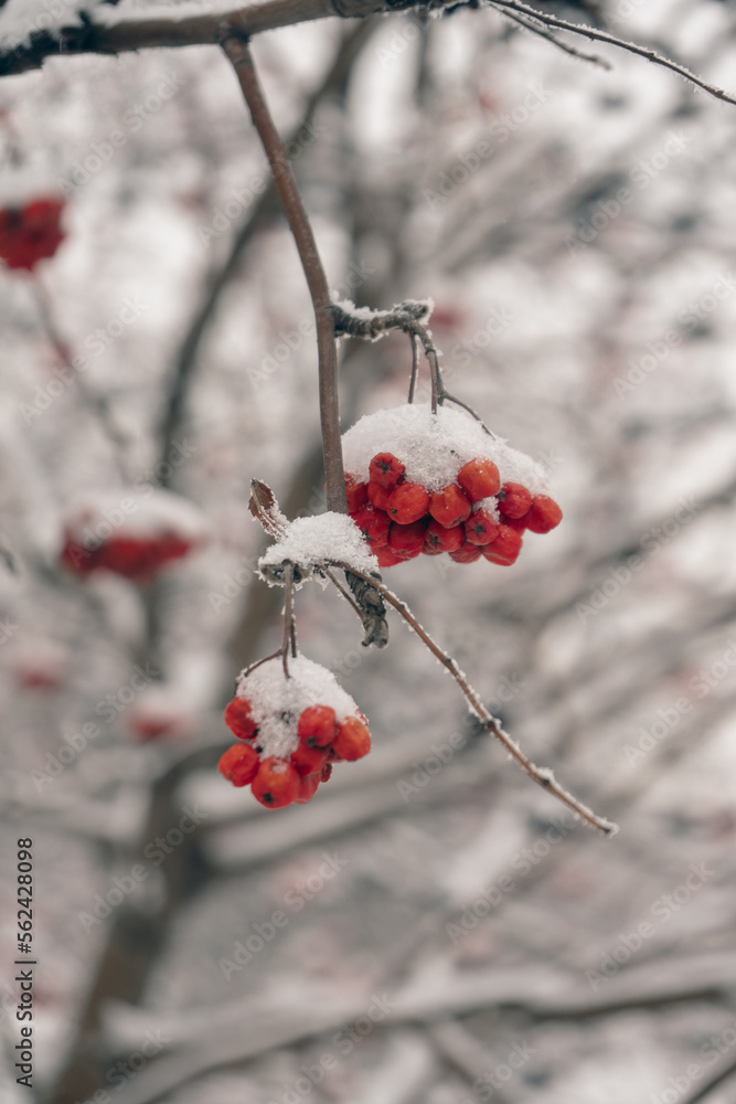 A branch of bright red mountain ash covered with snow. Berries from the snow. A branch of bright red mountain ash covered with snow. Berries from the snow.