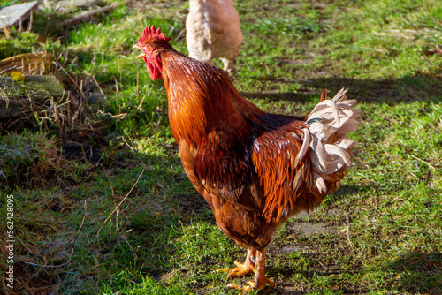 rooster in the farm