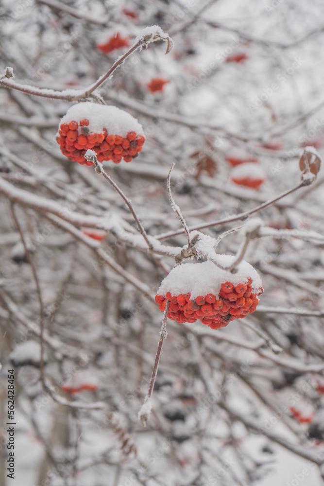 A branch of bright red mountain ash covered with snow. Berries from the snow. A branch of bright red mountain ash covered with snow. Berries from the snow.