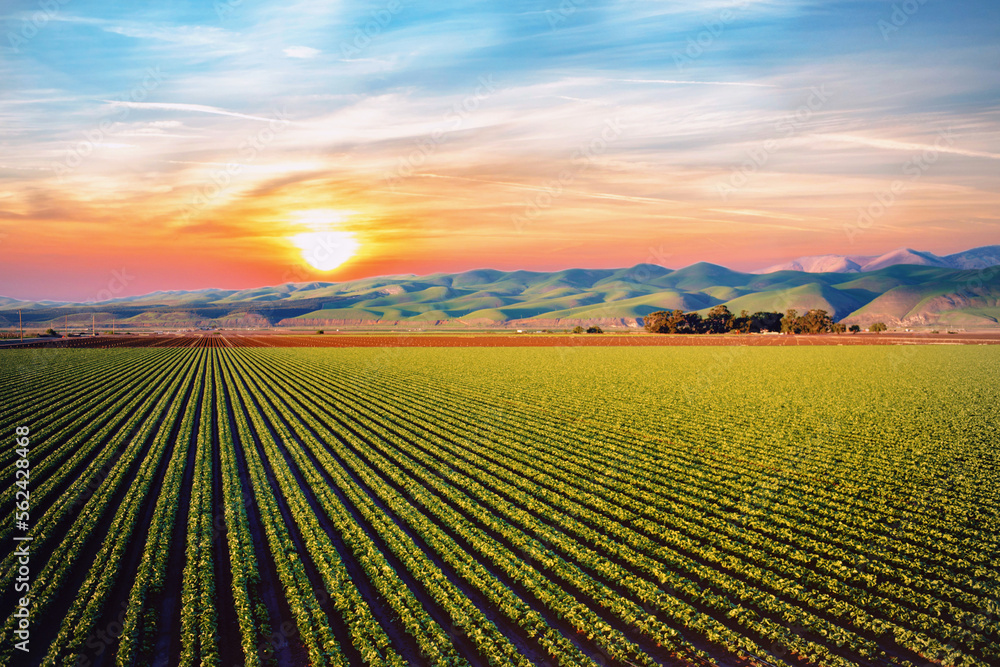 sunrise over the field