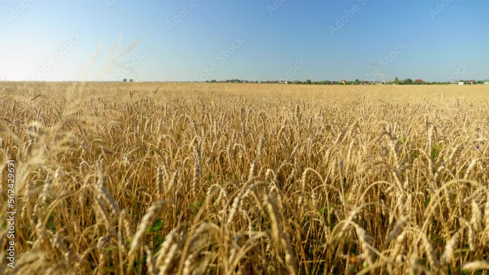 Beautiful ripe ears of wheat in summer. Wheat field agriculture harvesting agribusiness concept, farming Beautiful ripe ears of wheat in summer. Wheat field agriculture harvesting agribusiness concept, farming
