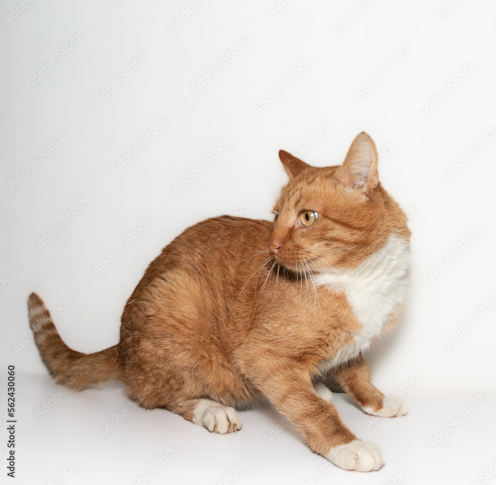 Portrait of a beautiful red cat with white paws and a white chest and expressive orange eyes. Red cat looks to the side. White background.