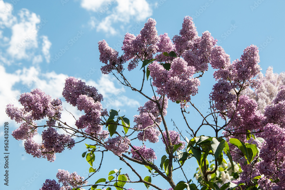 Blooming lilac bushes in the park against the blue sky. Lilacs bloom beautifully in spring. Spring concept.