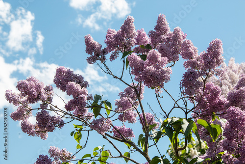 Obraz na płótnie Blooming lilac bushes in the park against the blue sky. Lilacs bloom beautifully in spring. Spring concept. w salonie