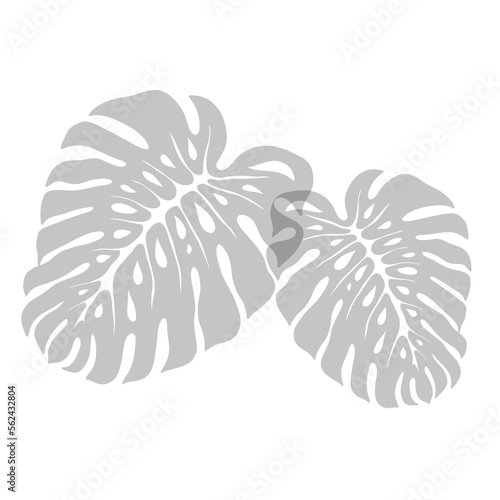 monstera leaf shadow