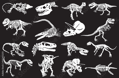 Graphical illustration, set of dinosaur skeletons isolated on white background,vector illustration
