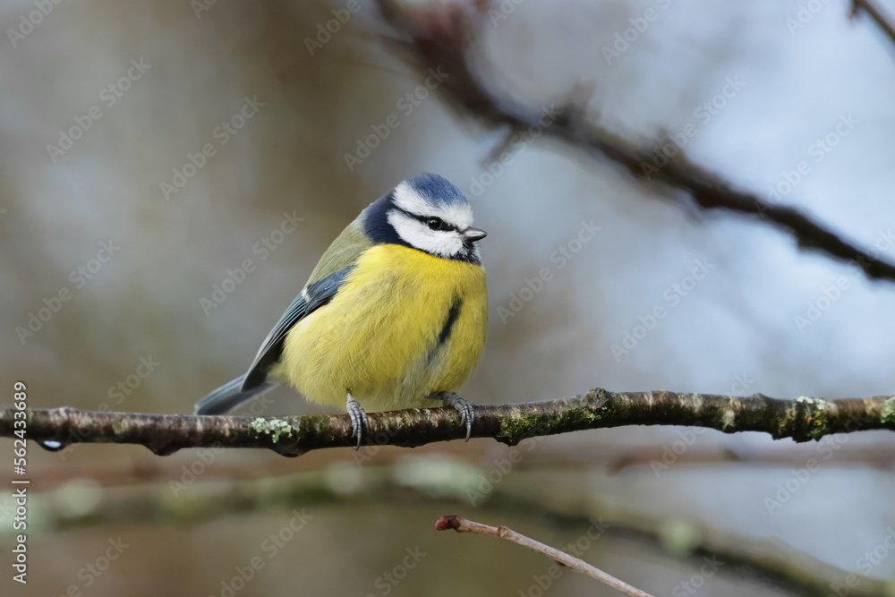 Blue tit on a branch Blue tit on a branch