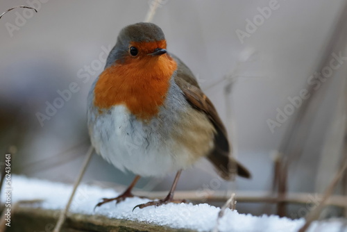 robin on snow © Ian