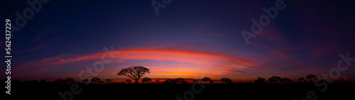 Panorama silhouette tree in africa with sunset.Tree silhouetted against a setting sun.Dark tree on open field dramatic sunrise.Typical african sunset with minimal acacia trees in Masai Mara  Kenya.