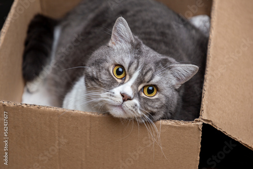 Beautiful british grey cat with yellow eyes in a box. Pets concept.