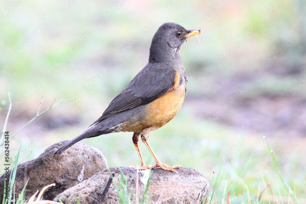 Olive thrush (Turdus olivaceus) is, in its range, one of the most common members of the thrush family. It is a bird of forest, but has locally adapted to parks and large gardens in suburban areas. Olive thrush (Turdus olivaceus) is, in its range, one of the most common members of the thrush family. It is a bird of forest, but has locally adapted to parks and large gardens in suburban areas.