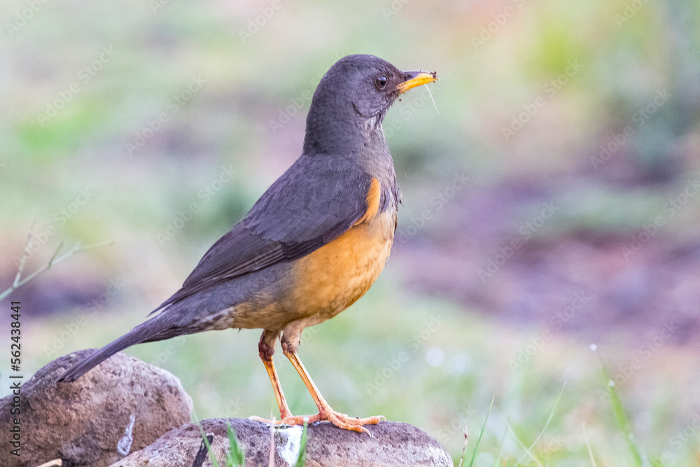 Olive thrush (Turdus olivaceus) is, in its range, one of the most common members of the thrush family. It is a bird of forest, but has locally adapted to parks and large gardens in suburban areas. Olive thrush (Turdus olivaceus) is, in its range, one of the most common members of the thrush family. It is a bird of forest, but has locally adapted to parks and large gardens in suburban areas.