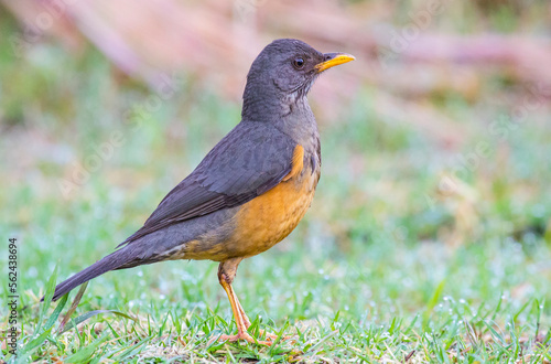 Olive thrush (Turdus olivaceus) is, in its range, one of the most common members of the thrush family. It is a bird of forest, but has locally adapted to parks and large gardens in suburban areas.