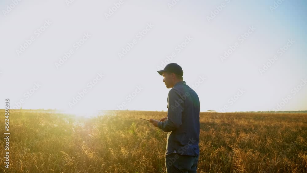 Farmer businessman is working on tablet computer while standing in middle wheat field at sunrise. Man uses tablet tapping screen, plans to harvest. Concept technology in agriculture, farming Farmer businessman is working on tablet computer while standing in middle wheat field at sunrise. Man uses tablet tapping screen, plans to harvest. Concept technology in agriculture, farming