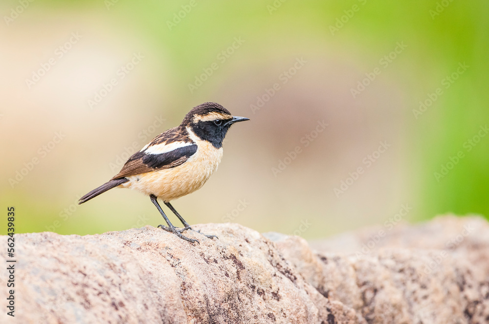 Naklejka premium Buff-streaked chat (Campicoloides bifasciatus) is live in Africa. Lesotho is located in South Africa and Swaziland. The natural habitat is subtropical or tropical dry plain grasslands.