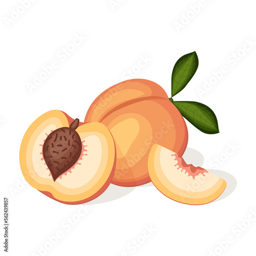 Juicy peaches isolated on white background. Vector illustration