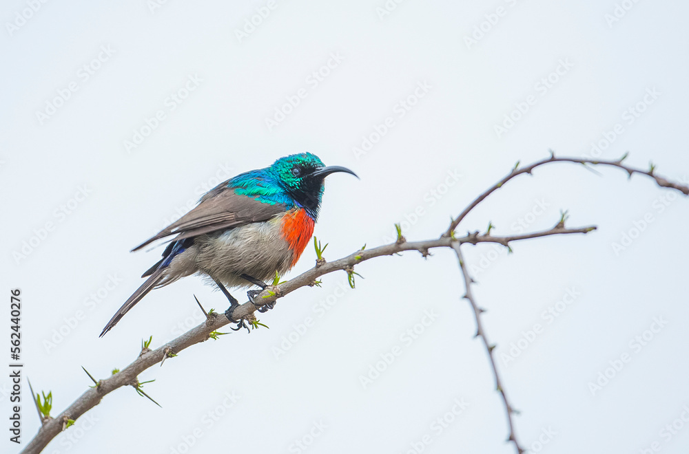 Southern double collared sunbird (Cinnyris chalybeus) is a very beautiful bird in africa. It is live in South Africa Southern double collared sunbird (Cinnyris chalybeus) is a very beautiful bird in africa. It is live in South Africa