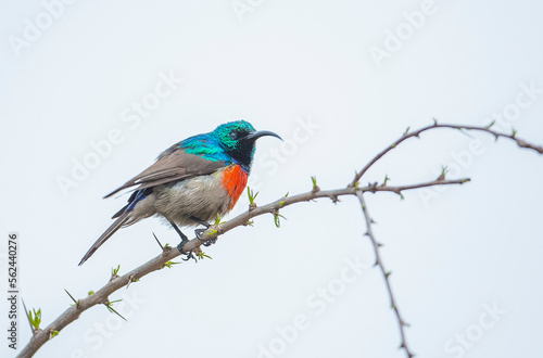 Southern double collared sunbird (Cinnyris chalybeus) is a very beautiful bird in africa. It is live in South Africa © selim