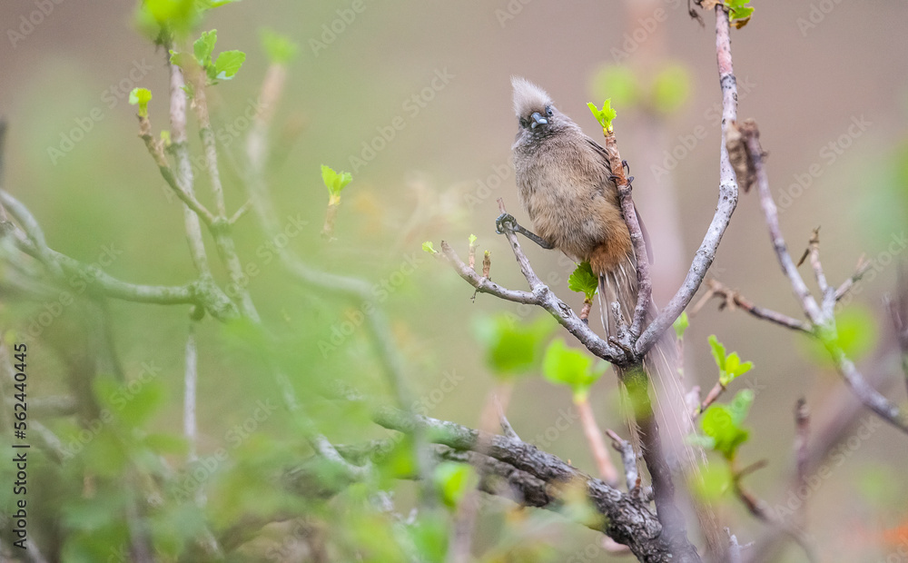 The speckled mousebird (Colius striatus) is the largest species of mousebird, as well as one of the most common. It is common in forested areas near the Indian Ocean in South Africa. The speckled mousebird (Colius striatus) is the largest species of mousebird, as well as one of the most common. It is common in forested areas near the Indian Ocean in South Africa.