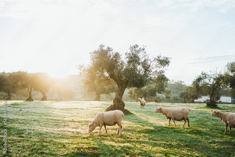 Fototapeta premium Beautiful shot of an olive tree surrounded by some sheep in a grove field in Spain