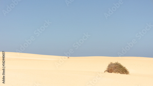 Corralejo sand dunes near the sea with two people in the background, Fuerteventura