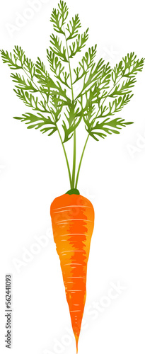 leuchtend orangefarbene Karotte mit Grün photo