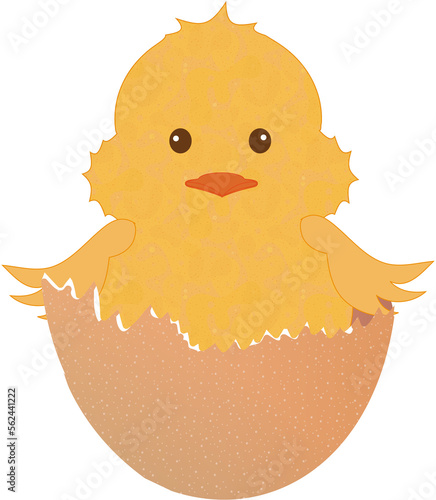 frisch geschlüpftes Küken in der Eierschale
 