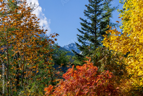 Fototapeta Naklejka Na Ścianę i Meble -  Colorful autumn trees in Belianske Tatras.