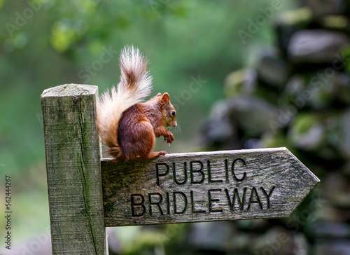 squirrel on the sign