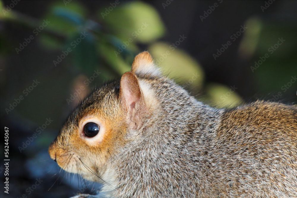 Fototapeta premium A stunning grey squirrel eating nuts in the forest after a heavy downfall of snow. This photograph was taken at Longton Nature Reserve in Preston, United Kingdom.