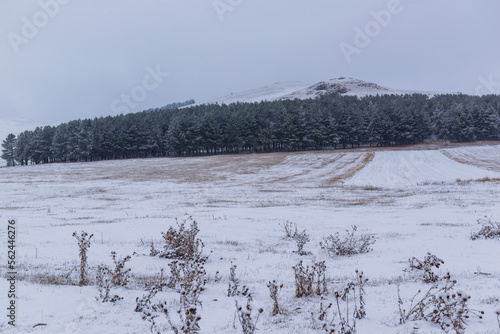 Amazing winter landscape with pine trees, Armenia