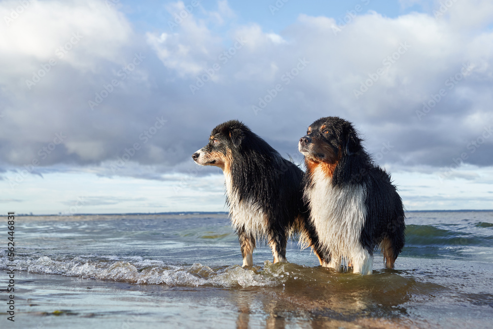 dogs plays in beach and water. two Active australian shepherd jumping . Active holiday with a pet